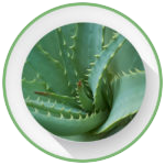 boost-immune-system