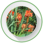 what-is-aloe-arborescens