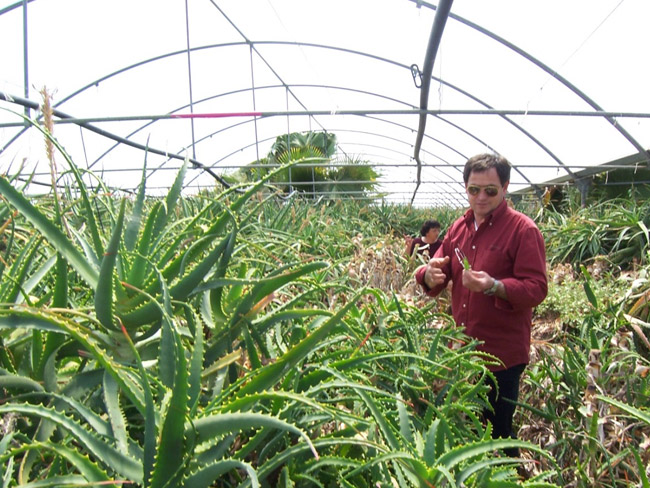 Aleo Farm