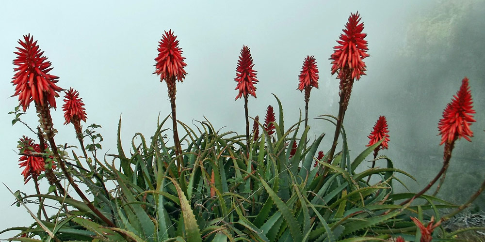 Aloe Arborescens plant
