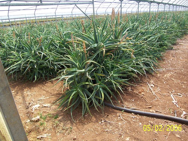 Organic Aloe Arborescens