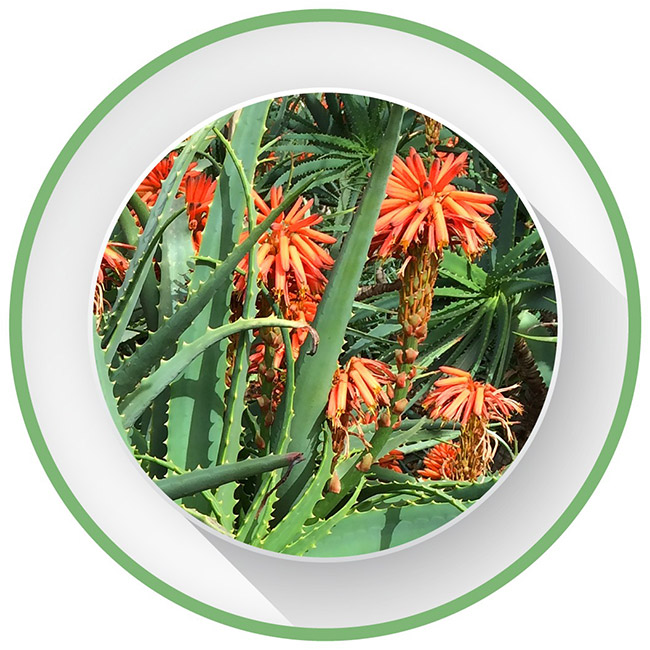 Aloe Arborescens Supplement