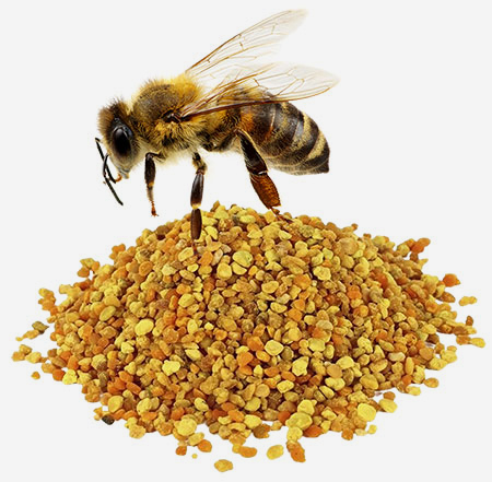 Bee Pollen Health Benefits