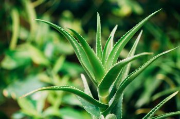 Aloe arborescens supplement
