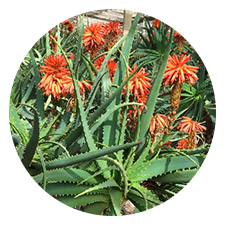 Aloe Arborescens Plant