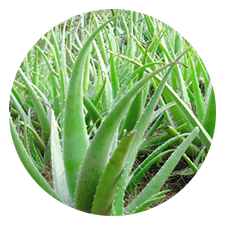 Aloe Vera Plant